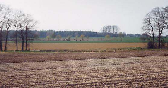 Westertimke field and forest2